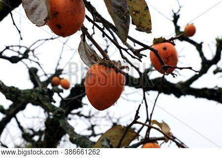 Orange Japanese Persimmon Fruit On The Tree And Droplet After Rain On White Sky Background. It Is An
