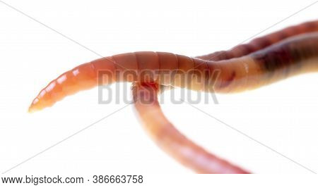 Earthworm Isolated On A White Background. Macro