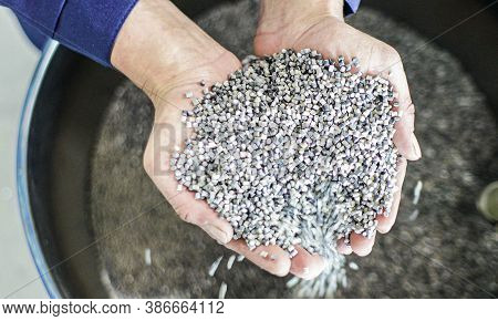 Woman Hand Holding Pp Pet Chips Semi Dull, Pet Chips Recycle, Pet Polyester Chips