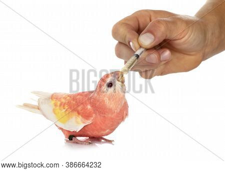 Bourke Parrot In Front Of White Background