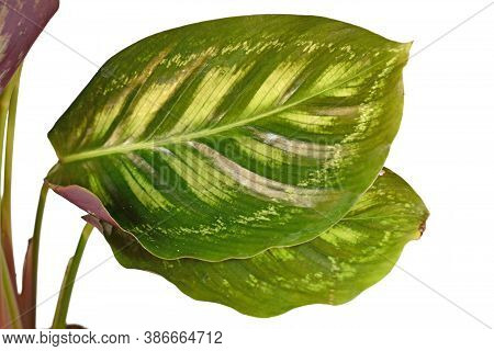 Close Up Of Leaf Of Exotic Plant With Botanic Name  'calathea Flamestar' With Beautiful Striped Patt