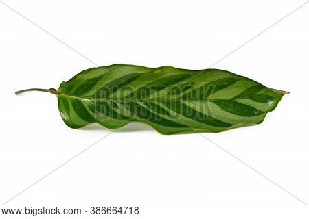 Close Up Of Single Striped Leaf Of Exotic Houseplant With Botanic Name 'calathea Concinna Freddie' O