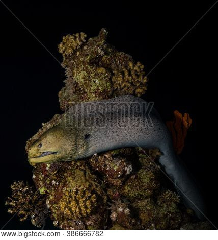 Colorful Ocean Life On A Beautiful Background