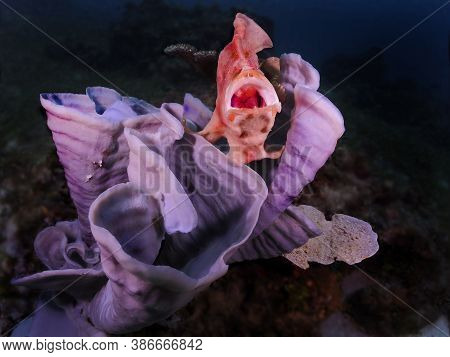 Colorful Ocean Life On A Beautiful Background
