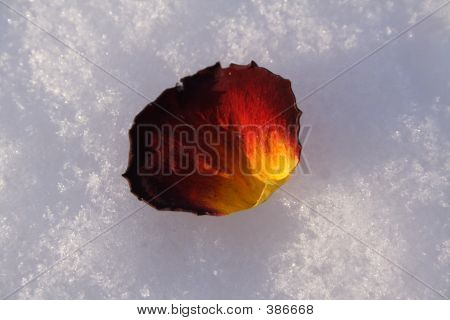 Blütenblatt