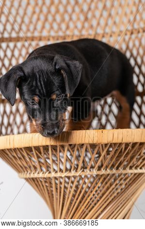 A Portrait Of A Cute Jack Russel Terrier Puppy, Standing On Hind Legs On A Rattan Chair, Isolated On
