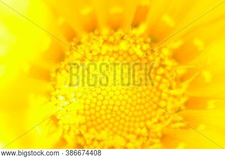 Beautiful Gazania Flower Close Up .macro Photo