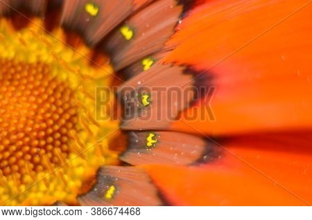 Beautiful Gazania Flower Close Up .macro Photo