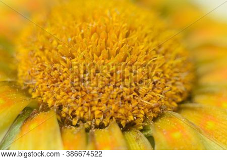 Beautiful Gazania Flower Close Up .macro Photo