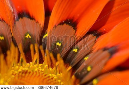 Beautiful Gazania Flower Close Up .macro Photo
