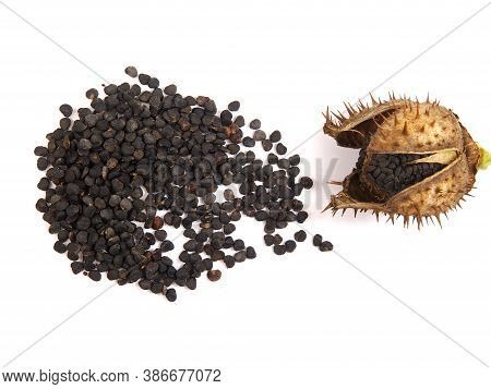 Pod And Seeds Of Jimson Weed Isolated On White Background. Datura Stramonium