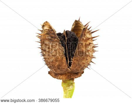 Pod Of Jimson Weed Isolated On White Background. Datura Stramonium