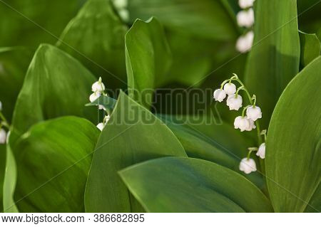 White Convallaria Flower With Green Leaves. Outdoors Bouquet. Majalis Beautiful Wallpaper. Ecology S