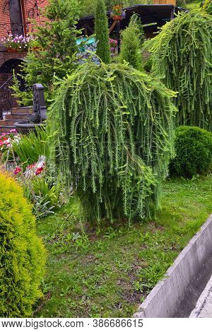 Ornamental Coniferous Tree Weeping Larch (larix Decidua Pendula) In Garden Landscape. Beautiful Deco