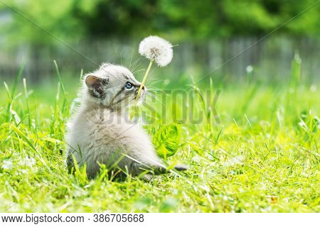 Small kitten cat with blue ayes in green grass with dandelion flower on garden closeup. Animal pets photography