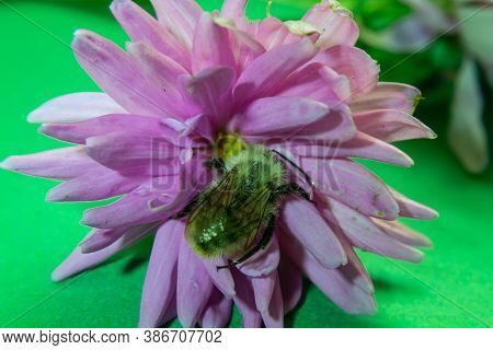 Bumblebee On Pink Flowers In Autumn In The Park In Autumn.
