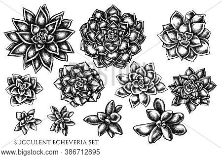 Vector Set Of Hand Drawn Black And White Succulent Echeveria Stock Illustration