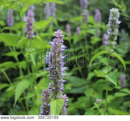 Agastache Rugosa Is A Medicinal And Ornamental Plant. They Are Commonly Known As Korean Mint. Herbs 