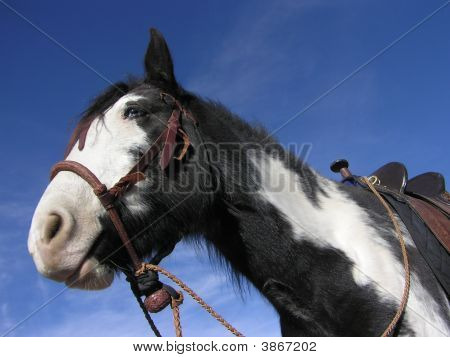 Bosal Hackamore และ