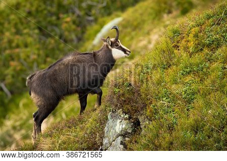 Tatra Chamois Climbing Steep Slope In Mountains In Summer Nature.