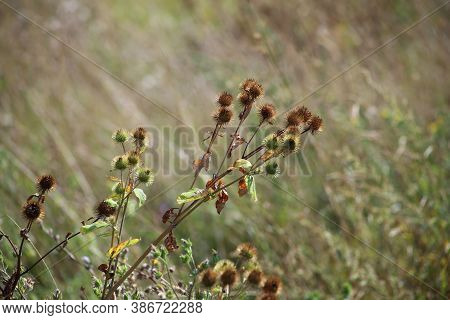 Burdock Flowers. Dry Burdock. These Burrs Are Hard To Get Off You Once They Get A Hold. Twig Of Burd