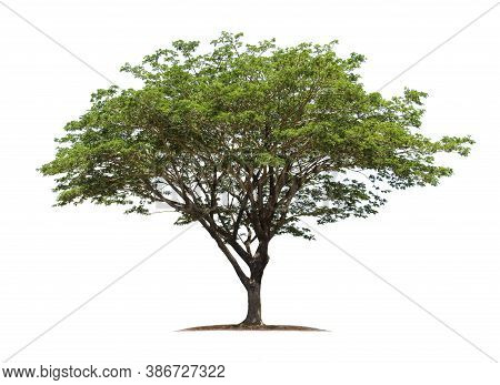 Tree Isolated On White Background With Clipping Paths For Garden Design. Rain Tree, East Indian Waln