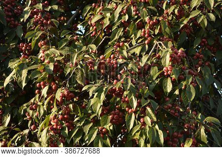 Red Fruits Of Malus Hupehensis On A Tree.