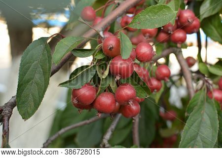 Red Fruits Of Malus Hupehensis On A Tree.