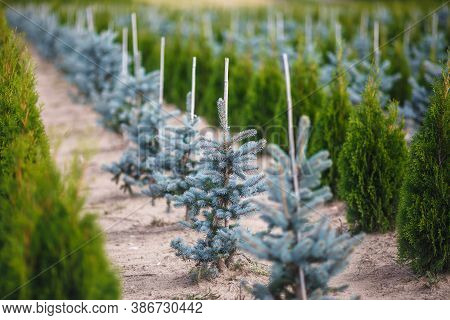 Rows Of Young Conifers In Greenhouse With A Lot Of Plants On Plantation