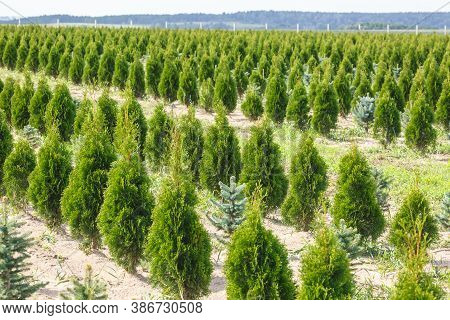 Rows Of Young Conifers In Greenhouse With A Lot Of Plants On Plantation