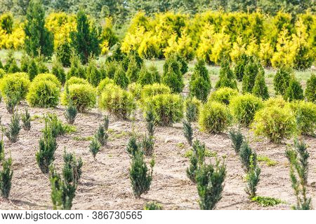 Rows Of Young Conifers In Greenhouse With A Lot Of Plants On Plantation