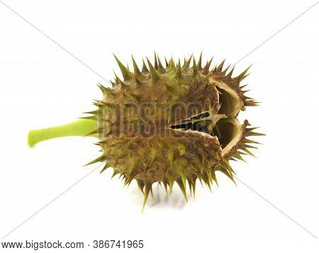 Pod Seeds Of Jimson Weed Isolated On White Background. Datura Stramonium