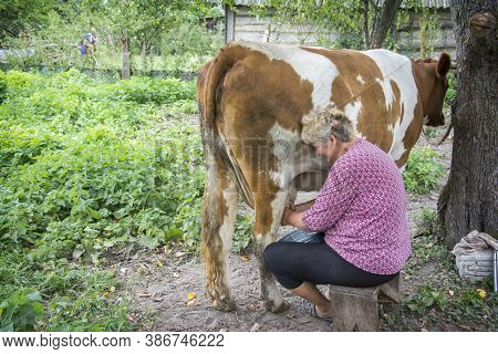 In The Summer Afternoon, A Woman Milks A Cow In The Yard Outside.