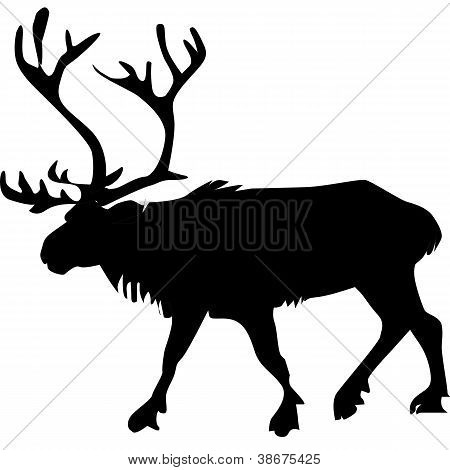 Reindeer_