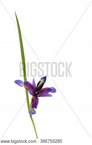 Purple Flower Of Iris Graminea Isolated On White Background. High Resolution Photo. Full Depth Of Fi