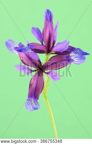 Purple Flower Of Iris Graminea Isolated On Green Background. High Resolution Photo. Full Depth Of Fi