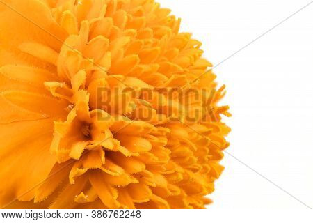 Tagetes Patula. Orange Marigold Flower, French Marigold, Tagetes Erecta, Mexican Marigold, Aztec Mar