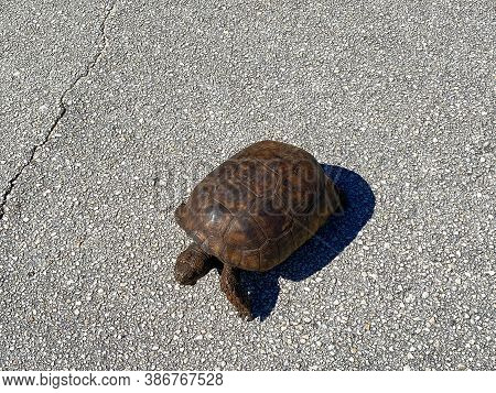 A Gopher Tortoise Walking In A Parking Lot In North Hutchinson Island, Florida.