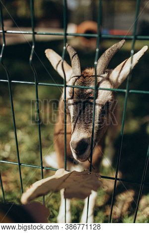 Goat With Horns In The Zoo Eating Food   Nature