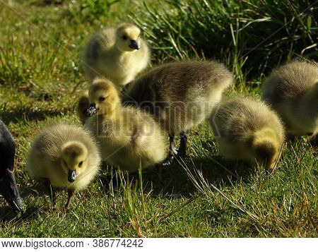 A Gaggle Of Very Young Canadian Geese Goslings Feeding In Long Grass
