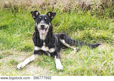 Portrait Of Black Dog Sitting On Green Grass And Enjoy Her Day. Puppy Waiting For Adoption In The Sh