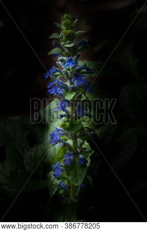Mauve Flowers Among The Shadows Of The Large Trees