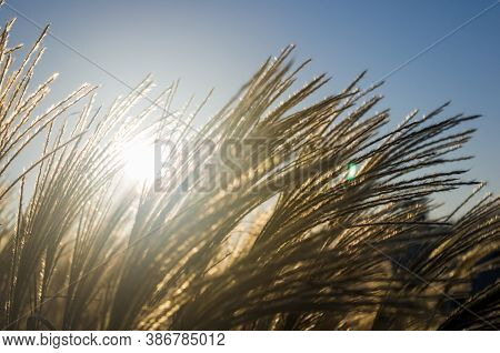 Chinese Silver Grass, Maiden Grass, Miscanthus Chinese, Miscanthus Sinensis Illuminated By Soft Even