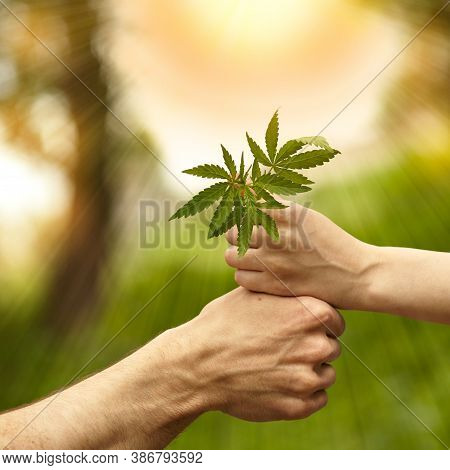 Male And Female Hands Hold Hemp Grass. Human Hands Holding Hemp Leaves On A Sunny Sky Background. Th