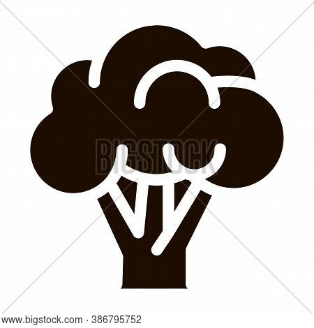 Healthy Food Vegetable Rapini Vector Sign Icon . Vegan Bio Eco Agriculture Rapini Cauliflower Pictog