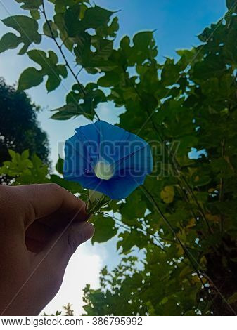 Ipomoea Tricolor, Heavenly Blue Morning Glory In Hand. Open Sky