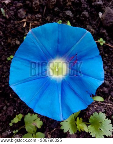 Ipomoea Tricolor, Heavenly Blue Morning Glory Flower.