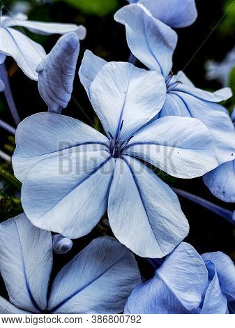Plumbago Is A Genus Of 10-20 Species Of Flowering Plants In The Family Plumbaginaceae, Native To War