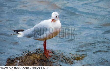 Gulls, Or Colloquially Seagulls, Are Seabirds Of The Family Laridae In The Suborder Lari. They Are M