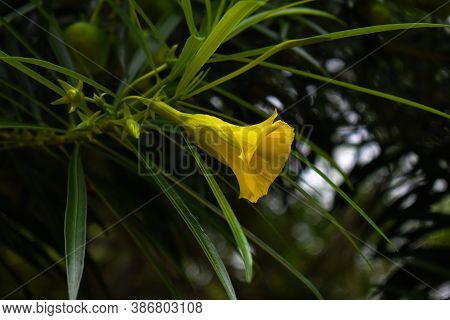 Cascabela Thevetia Or Yellow Oleander Flower In Focus With Green Leaves Surrounding